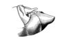 Dichromatos lilloanus (Liebermann, 1948): Fig. 9M. male abdomen tip, lateral view. (Otu).