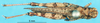 CollectionObject 1507190; b82e3fbf-7149-4909-b89f-ac083013b5ee: female, dorsal view (paratype). (CollectionObject).