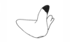 Episomacris tarsata Carbonell & Descamps, 1978: Fig. 56. male cercus internal face, lateral view. (Otu).