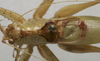 CollectionObject 1535204; b8d9cf98-030a-4367-94fd-2f8cddf12a30: male pronotum and stridulatory area, dorsal view (lectotype). (CollectionObject).
