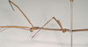 CollectionObject 1561742; NHMUK(SF IMPORT DUPLICATE) 845008, fc9b17cc-94ea-4e9b-a418-45edf38a4f23: copyright Natural History Museum, London. male: head and thorax, lateral view (holotype). (CollectionObject).