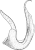 Aedeagus, lateral view: !! display not done !! on Ophiola decumana (Kontkanen, 1949): Aedeagus, lateral view. (Observation).