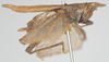 CollectionObject 1532590; 2904c6e4-5fe5-4807-a28e-6298c7eb22db: female, lateral view (holotype). (CollectionObject).