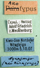CollectionObject 1501792; dc7087f1-756f-412d-975a-ade6dc92c8ea: labels (allotype). (CollectionObject).