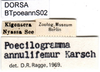 CollectionObject 1501737; e4910429-bff2-465d-95e6-4e02f9871ac9, DORSA BTpoeannS02: labels. (CollectionObject).