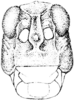 Phrynotettix tshivavensis verruculatus Glover, 1872: Fig. 322. male, head, facial view. (Otu).