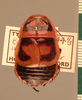 Lucihormetica interna (Walker, 1868): Copyright UMO, Oxford. Type, dorsal view. (Otu).