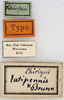 CollectionObject 1534658; 8684808b-f2ba-434d-948a-15eafb88a8eb: labels (holotype). (CollectionObject).