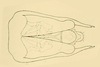 Terminalia, in situ on Chinaia bella Bruner & Metcalf, 1934: Male specimen: genital capsule, ventral view. (Observation).