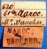 labels (Tettigonia vaucheriana). Depicts CollectionObject 1502447; 4a140636-a651-436a-b5cd-2f272e9fe6e5, a CollectionObject.