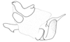 Apoxycephalacris palustris Amédégnato & Descamps, 1978: Fig. 29. Phallic complex (lateral view). (Otu).
