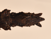 CollectionObject 1560994; 34482216-ad46-4d81-a992-9851a8cd1fc9: copyright UMO, Oxford. female of Phasma (Acanthoderus) bicoronata: end of abdomen, ventral view (holotype). (CollectionObject).