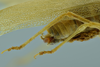 CollectionObject 1532134; 5cfa2292-493d-42b4-be61-ea15a919b562, NMW No. 9968: male abdomen and terminalia, dorsal view (holotype). (CollectionObject).
