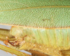 CollectionObject 1566633; NMW 21613, ee1d6efa-185e-4f52-9211-4136748f6dcf: male abdomen tip, lateral view. (CollectionObject).