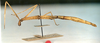 CollectionObject 1562382; 514fc132-846c-4bb6-8531-acc3828dec4f: copyright MNHN, Paris. female, lateral view (holotype). (CollectionObject).