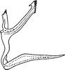 Aedeagus, lateral view on Nlunga lankaensis (Dworakowska, 1994): Aedeagus, lateral view. (Observation).