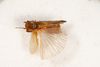 CollectionObject 1531220; 8ca9cf40-da4f-4ff9-a552-709ffe8b9510: female, dorsal view (holotype). (CollectionObject).