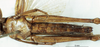 CollectionObject 1580241; b14ade31-359f-4638-93dd-b10ad014df79: female, ventral view (paralectotype). (CollectionObject).