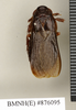 CollectionObject 1573079; da76bbcf-e74f-4000-b885-d4db764c9255: Copyright Natural History Museum, London. Non-type (adult female) in BM(NH). Dorsal view. (CollectionObject).