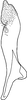 Stylus on Bonaspeia karensis Davies, 1987: Stylus. (Observation).