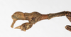 CollectionObject 1561484; 9996d593-163b-4fa3-bf89-4646e1084155: copyright MHNG Geneva. male: end of abdomen, lateral view (holotype). (CollectionObject).