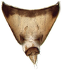 Pygofer, dorsal view: Chiasmus sp., pygofer, dorsally (INHS). (Observation).