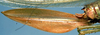 CollectionObject 1531682; a92d4653-24ab-4caa-bf23-d31984e36c16: ovipositor (syntype). (CollectionObject).