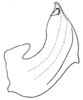 Aedeagus, lateral view: !! display not done !! on Paramesus major Haupt, 1927: (Observation).