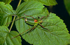 CollectionObject 1496691; 61878d23-29b9-461b-9379-1237e8a4bebb, CH0857: male, latero-dorsal view. (CollectionObject).