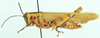 Poecilocerastis tricolor tricolor (Bolívar, 1912): female, lateral view. (Otu).