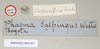 CollectionObject 1558679; 949218be-143d-41b8-a0d2-ecf7be6ac7c4: copyright Natural History Museum, London. female, data labels (holotype). (CollectionObject).