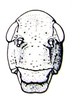 Bullacris vansoni (Dirsh, 1963) now Bullacris unicolor (Linnaeus, 1758): Fig. 34. female face. (Otu).
