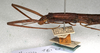 CollectionObject 1560780; NMW 386, 55b5e1c4-e52e-4dc6-a695-dbe24ee2d0b5: copyright NMW, Vienna. female: head and thorax, lateral view (paralectotype). (CollectionObject).