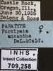 Other: !! display not done !! on Forcipata ancantha (DeLong & Caldwell, 1936): Labels. Labels for the Female Paratype specimen used for the dorsal, lateral and face images. (Observation).