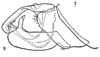 Aedeagus, lateral view on Eurocalia pallescens (Metcalf & Bruner, 1948): (Observation).