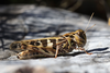 female in lateral view (from Croatia: Hvar Isl.). Depicts Oedaleus decorus (Germar, 1825), an Otu.