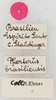 CollectionObject 1533011; cf6c9304-1f2d-43a4-a9c7-bbd17c487bea: labels. (CollectionObject).