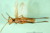 CollectionObject 1501437; 7943eb4b-acb2-4262-be36-896286e7d6e1, DORSA BA000630S01: male, ventral view (holotype). (CollectionObject).