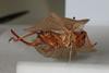 CollectionObject 1505578; 69c03974-eb45-4734-a573-8b8bffe47d8b: Female, lateral view (holotype). (CollectionObject).