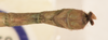CollectionObject 1559688; 5234bfee-7bdd-45f1-9f4c-158ea6699db1: copyright OUMNH. male: end of abdomen, dorsal view of synonym Necroscia marmessus (lectotype). (CollectionObject).