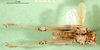 CollectionObject 1501097; efe52968-1711-46a1-afb2-ef995a47b521: male, ventral view (lectotype). (CollectionObject).