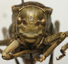 CollectionObject 1534969; a015015c-4df0-4adb-b9ed-50020f00244b: male face (lectotype). (CollectionObject).