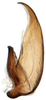 Aedeagus, lateral view: Chiasmus sp., aedeagus, laterally (INHS). (Observation).