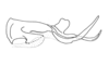 Hydnosternacris valdiviensis Amédégnato & Descamps, 1978: Fig. 71. endophallus, lateral view. (Otu).