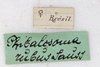 CollectionObject 1557860; a178da17-f9d0-493e-bf87-45c3bd0ed9de: copyright MHNG Geneva. female, data labels (syntype). (CollectionObject).