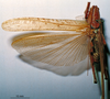 CollectionObject 1503239; MBBJ 3224696, cd65970e-4160-41e0-bd48-6dcd27387d31: male, dorsal view. (CollectionObject).