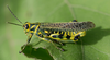 Diponthus paraguayensis Bruner, 1906: male. (Otu).