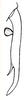 Anaulacomera (Munticercora) poculigera Hebard, 1924: Pl. IX, Fig. 9. male cercus, dorsal view. (Otu).