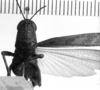 CollectionObject 1530122; a77293f9-6e69-4232-a4a3-a920279be6e0: Image Carbonell, C.S. female, frontal view (holotype of Phaeoparia maculipennis). (CollectionObject).