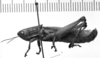 CollectionObject 1530565; 7129a7b7-ef8c-4347-896e-adf9ac8e84b0: Image Carbonell, C.S. male, lateral view (syntype or lectotype). (CollectionObject).